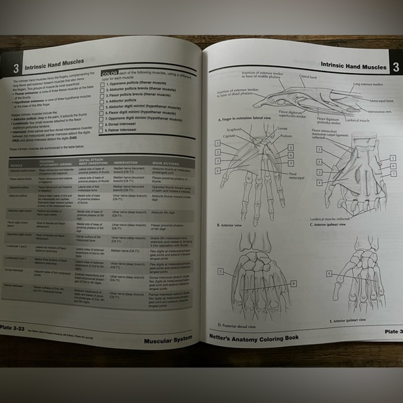 John T. Hansen Netter’s Anatomy Coloring Book 2nd Edition. WITH ACCESS CODE RN - Picture 2 of 6
